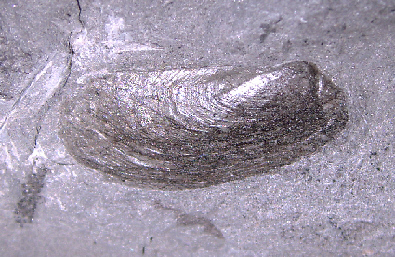 Permophorus costatus