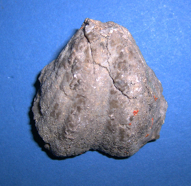 spiriferellina keilhavi